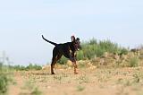 DOBERMANN 634